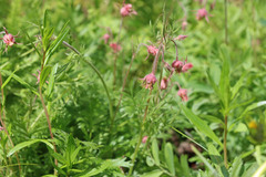 Geum triflorum ciliatum