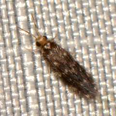 Hydroptilidae