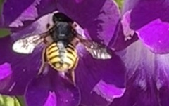 Megachilinae