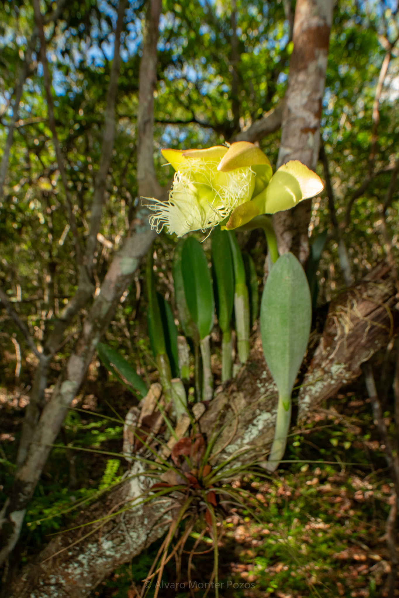 Brassavola digbyana Lindl. 2