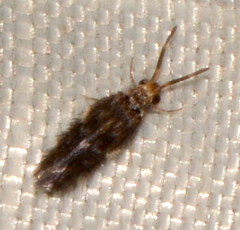 Hydroptilidae