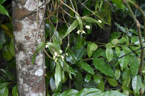 Image of Dendrobium adae by (c) Wairambar Rainforest, some rights reserved (CC BY)