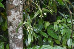 Dendrobium adae