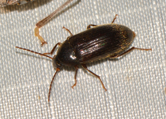 Hymenorus
