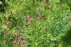 Geum triflorum ciliatum