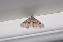 Xanthorhoe labradorensis