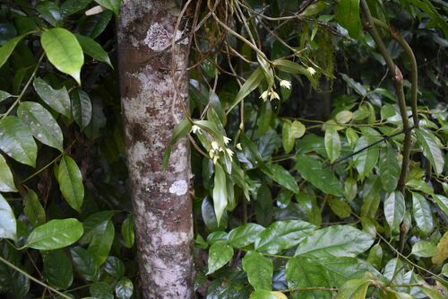 Image of Dendrobium adae by (c) Wairambar Rainforest, some rights reserved (CC BY)