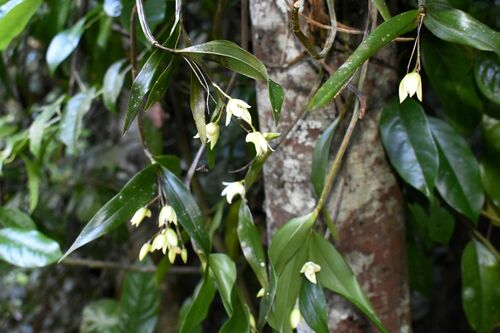 Image of Dendrobium adae by (c) Wairambar Rainforest, some rights reserved (CC BY)