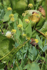 Lomatium nudicaule