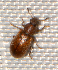 Latridiidae