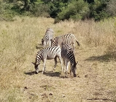 Equus quagga burchellii