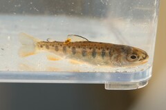 Oncorhynchus