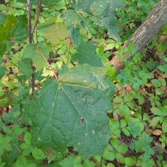 Acer nigrum