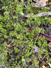 Crassula decumbens