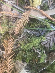 Kindbergia oregana
