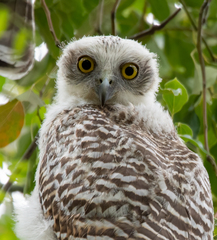 Ninox strenua