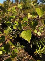 Betula neoalaskana