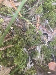 Kindbergia oregana
