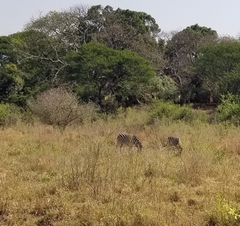 Equus quagga burchellii