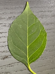 Magnoliopsida