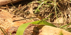 Argia apicalis