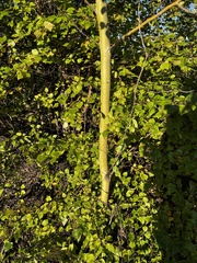 Betula neoalaskana