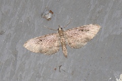 Eupithecia graefii