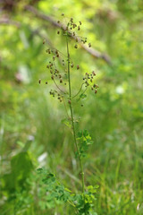 Thalictrum occidentale