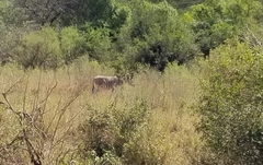 Equus quagga burchellii