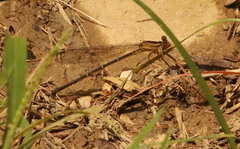 Argia apicalis