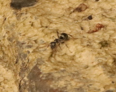 Formica subsericea