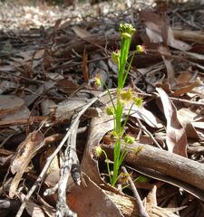 Drosera auriculata