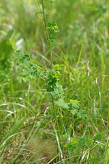 Thalictrum occidentale
