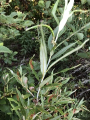 Salix pellita