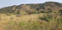 Equus quagga burchellii