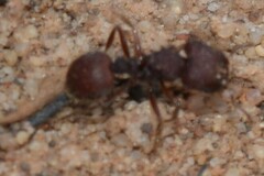 Meranoplus