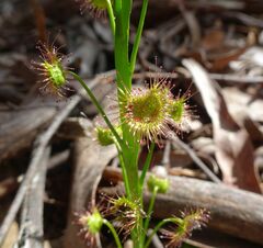 Drosera auriculata