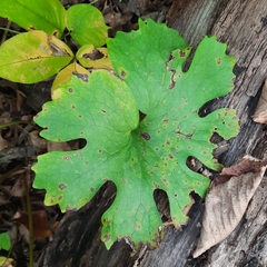 Sanguinaria canadensis