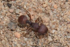 Meranoplus