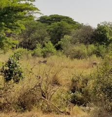 Equus quagga burchellii