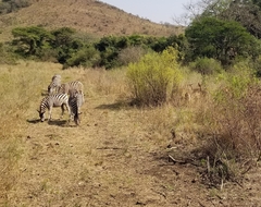 Equus quagga burchellii