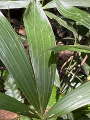 Calamus formosanus