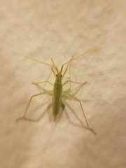 Megaloceroea recticornis