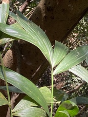 Calamus formosanus