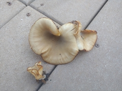 Hohenbuehelia petaloides