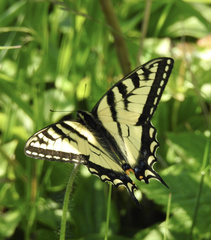 Papilio canadensis