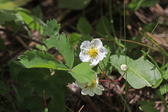 Fragaria virginiana platypetala