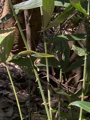 Calamus formosanus