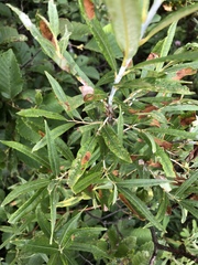 Salix pellita