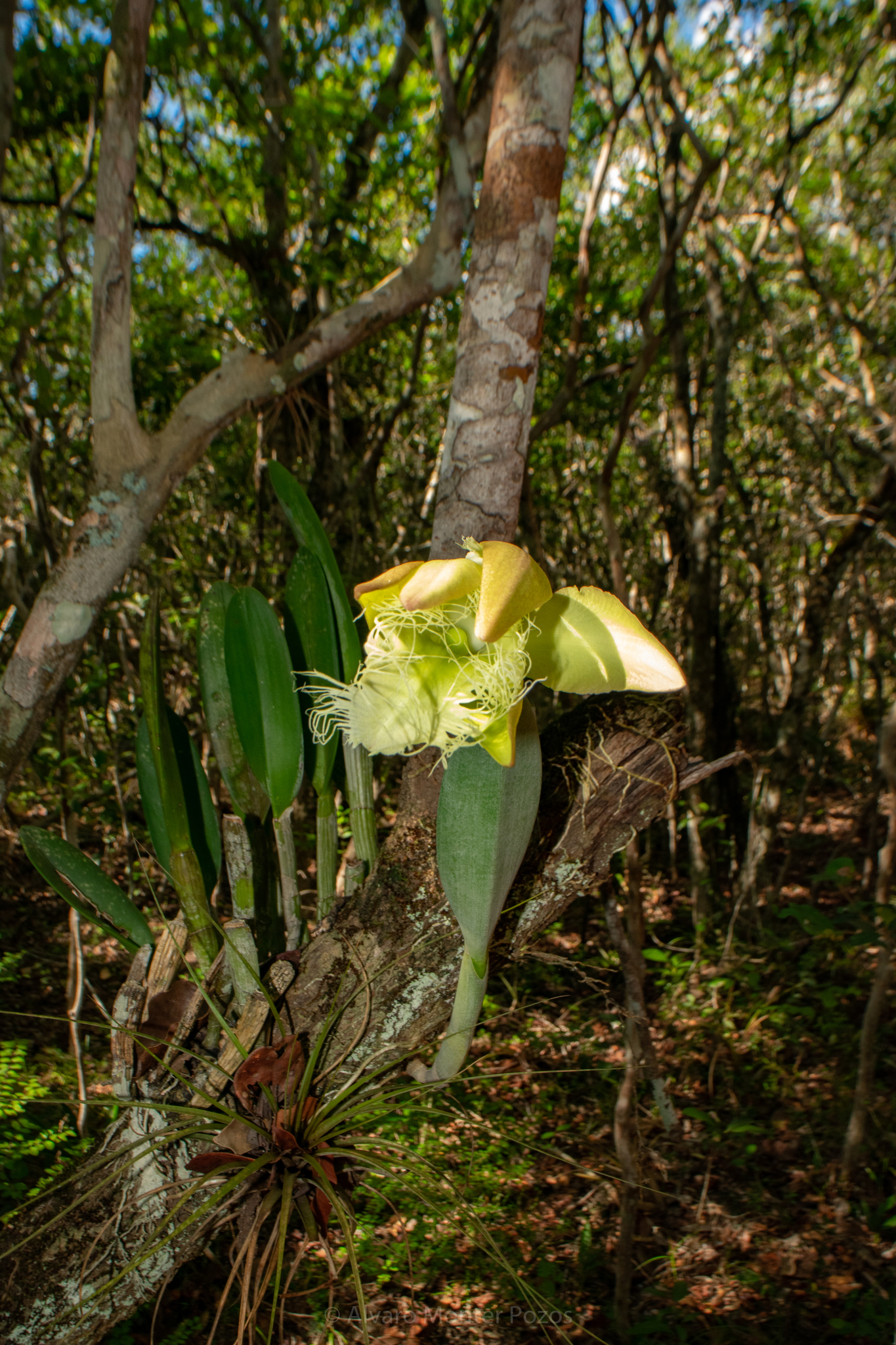 Brassavola digbyana Lindl. 3